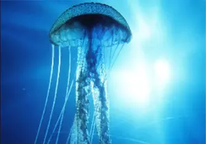 ˮĸ